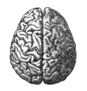 Human Brain