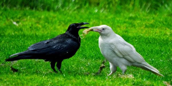 white raven picture