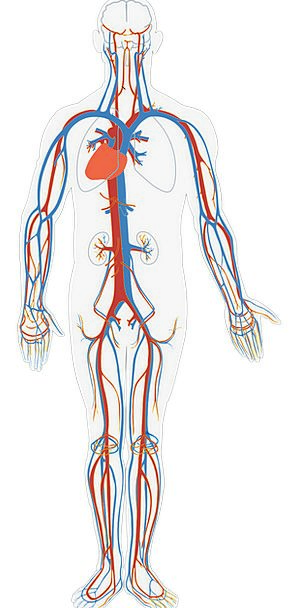 Human-Body-Medical-Health-Circulation-Circulatory–0486 | Dr. Sarah ...