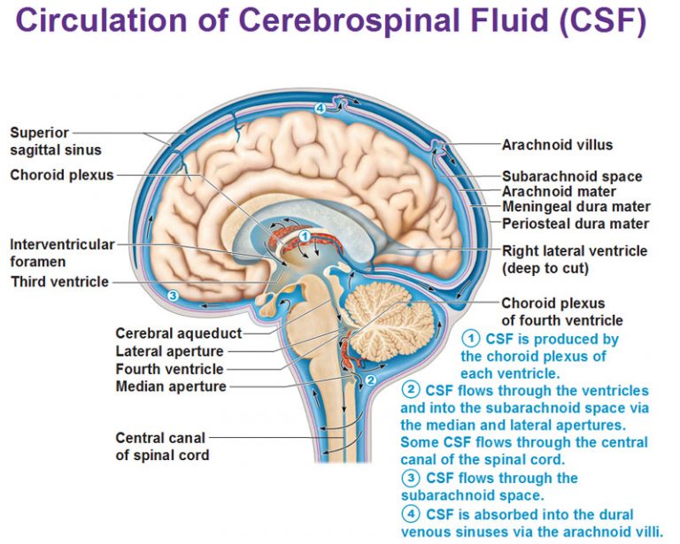 Circulation Of Csf Interventricular Foramen Aperture Cerebral Aqueduct Dr Sarah Larsen 3155