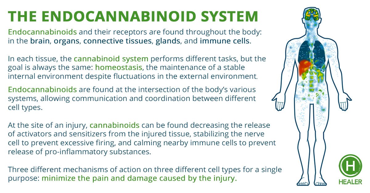 The Endocannabinoid System Dr Sarah Larsen ~ Medical Intuitive And Energy Healer