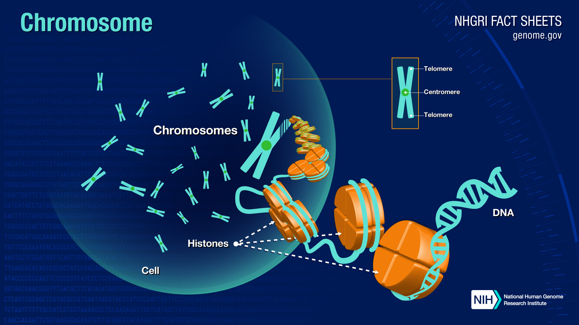 5-shifts-to-re-connect-your-dna-dr-sarah-larsen-medical-intuitive